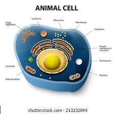 Animal Cell Diagram Edgenuity Novocom Top