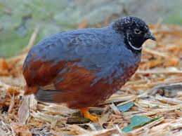 Image result for blue-breasted quail
