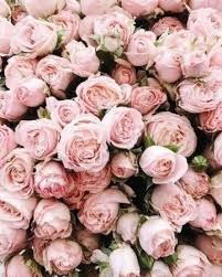Ten Reasons You Should Fall In Love With Pink Flowers Tumblr Pink Flowers Tumblr Https Ift Tt 2u1tsxz Amazing Flowers Trendy Flowers Flower Aesthetic