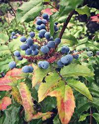 10 Tips For Wildcrafting Medicinal Herbs Herbal Academy Medicinal Herbs Harvesting Herbs Herbalism