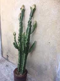 Notre joyeuse bande chargée d'un matelas pneumatique traversent. Entretien Des Cactus Et Euphorbes Taches Ou Coup De Soleil
