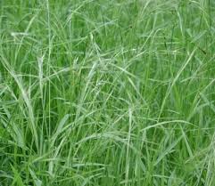 Image result for Aristida stipoides