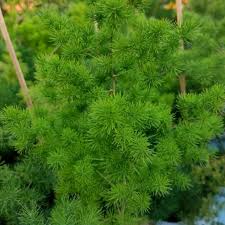 Image result for Asparagus macowanii