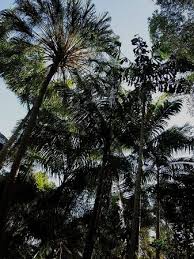 Image result for Aiphanes horrida