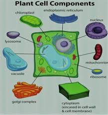 We did not find results for: Plant Cell Model Making