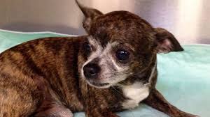 To provide medical treatment for all animals in our care. Dallas Animal Services Offers New Online Tool To Helps Residents In Need Of Rehoming Pets Nbc 5 Dallas Fort Worth