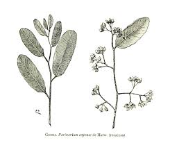 Image result for Parinari capensis