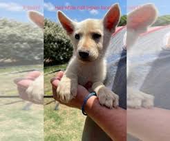 Maybe you would like to learn more about one of these? View Ad German Shepherd Dog Puppy For Sale Near Texas Lubbock Usa Adn 257254