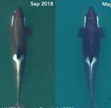 Learn orca facts and share your snapshots. Orcas Warum Es Den Killerwalen Kanadas Schlecht Geht Welt