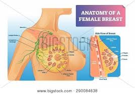 Breast Anatomy Vector Vector Photo Free Trial Bigstock