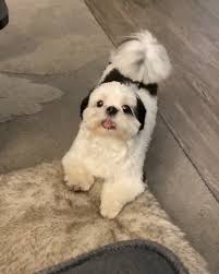 The maltese coat is has a silky, straight coat but no these are welcomed show dogs and therefore a purebred maltese with a pedigree lineage can easily sell for over a £1000 a puppy. Maltese X Shih Tzu Lovers Facebook
