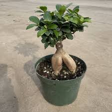 Image result for Grewia microcarpa