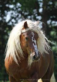 Stoeterij Marja De Bruin Equine Photography Beautiful Horses Equines