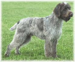 He has a harsh, stiff, protective, outer coat that has been described as similar to the bristles of a wild boar! Wirehaired Pointing Griffon