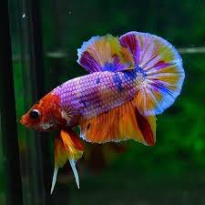 Could this be a paradise? Red Nemo Candy Plakat Tail Betta Siamese Fighting Fish Ikan Cupang Ikan