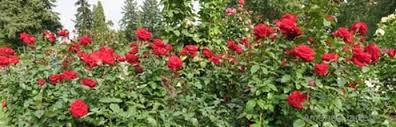 Reine des violettes rose belongs to the old roses (hybrid perpetuals).the following article describes the plant and gives details about its planting & care. Types Of Roses The Garden Website Com