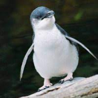 Little Blue Penguin Facts For Kids Fairy Penguin Facts Penguin Facts Penguins Animal Facts For Kids