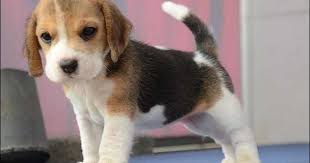 Beagles live on average 12 and a half years, which is a pretty good length of time for a purebred dog. Beagle Puppies For Free In Nj