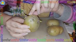 Possiamo mangiarle in tranquillità o è meglio gettarle direttamente nella spazzatura? Le Patate Con Il Germoglio Si Possono Mangiare Youtube