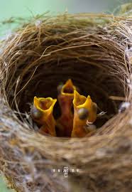 Baby Bird With No Feathers These Babies Aren T But Maybe 2 Or 3 Day S Old Birds Most Birds Are Completely Without Feathers When They Hatch So These Are Rare Birds Weird Birds Bird Nest