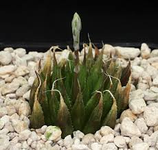 Image result for Pearsonia aristata