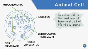 Endoplasmic reticulum (er) is one of the cell organelles. Animal Cell Definition And Examples Biology Online Dictionary