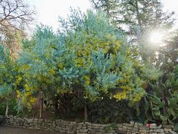 Image result for Acacia podalyriifolia