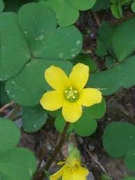 Image result for Oxalis corniculata