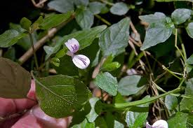 Image result for Hypoestes triflora