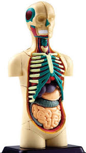 Posted in diagrams women tagged f. 4d Human Body Torso Anatomy Model Fame Master