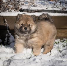 Why buy a jindo puppy for sale if you can adopt and save a life? Eurasier