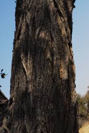 Image result for Terminalia mollis