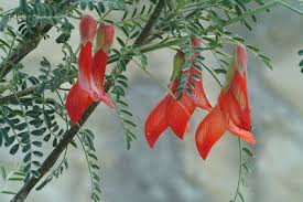 Image result for Lessertia pauciflora