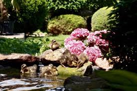 Sie istteil des alltäglichen sprachgebrauchs geworden. Indische Laufenten Enten Schnecken Polizei In Rheinland Pfalz Hochdorf Assenheim Wellensittiche Und Kanarienvogel Kaufen Ebay Kleinanzeigen