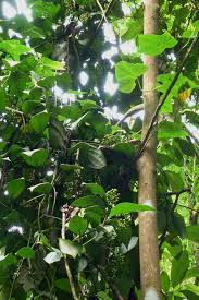 Image result for Piper guineense