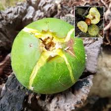 Image result for Pouteria pseudoracemosa