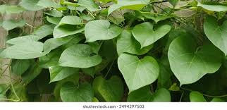 Image result for Tinospora orophila