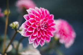 Free Red Rose Photo Download In Png Jpg Format In 2020 Pink Flower Photos Flowers Flower Photos