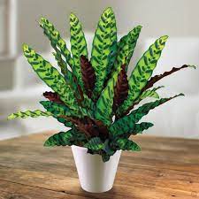 Calathea Rattlesnake 1 Plants 6 To 8 Long Etsy Calathea Plant Ornamental Plants House Plants