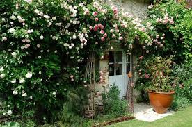 Comment Planter Un Rosier Sur Une Facade Ensoleillee Planter Rosier Rosier Grimpant Rosier