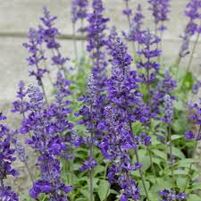 Proudly presents the purple prose™ bouquet. Best Flowers For Florida Gardens Costa Farms