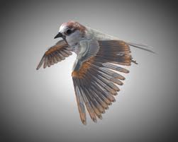Sparrow Bird Download Free 3d Models In 2020 Sparrow Bird 3d Model Bird