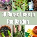 Maybe you would like to learn more about one of these? 10 Genuis Borax Used In The Garden That Will Surprise You Lineup Mag