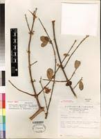 Image result for Tricalysia jasminiflora