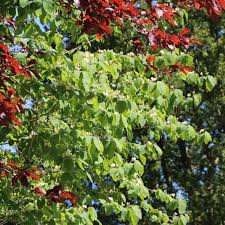 Besetzt mit vielen roten beeren. Gemeine Heckenkirsche Rote Heckenkirsche Lonicera Xylosteum Pflanzenschleuder