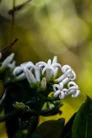 Image result for Gaertnera