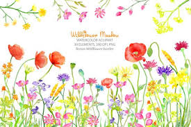 Watercolor Wild Flower Meadow Wild Flower Meadow Wild Flowers Flower Border