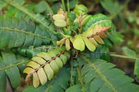 Image result for Biophytum