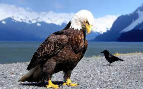 Voor een taxonomische benadering, inclusief vogelgroepen, zie: 340 Amerikaanse Zeearend Hd Wallpapers Achtergronden