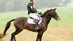 Make Sure Your Jumping Saddle Fits You Too Expert How To